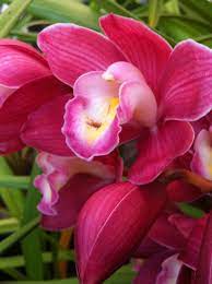 Orchid Orchid Flower Orchid Flower Orchids Beautiful Orchids