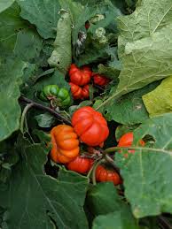 Image result for Solanum aethiopicum