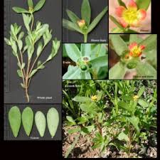 Image result for Portulacaceae