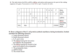 Solved The Table Shown The Dna Mrna Trna And Amino Aci