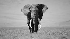Beautiful Black And White Elephant Pictures Black And White Animal Photo Black And White Elephant Wallpaper Hd Animal Background Photo Elephant Wallpaper Elephant Pictures Elephant Photography