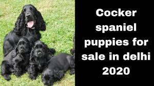 New litter of english springer spaniel puppies! Cocker Spaniel Puppies For Sale In Delhi Cocker Spaniel Puppies By Dogsbreedofficial 2020 Youtube