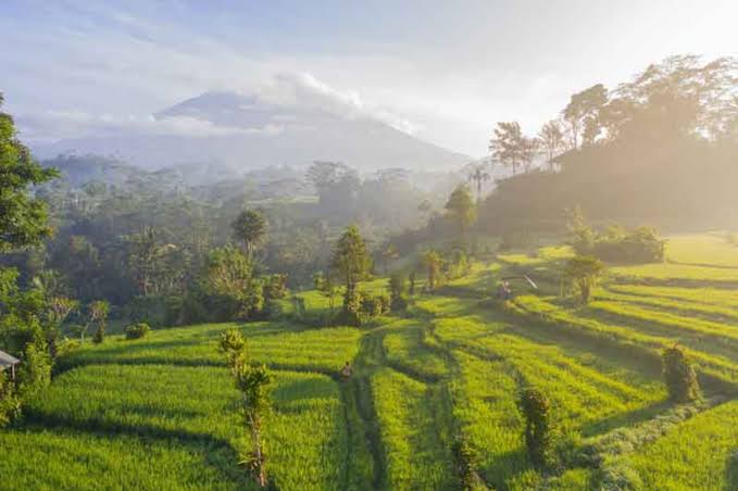 5 Interesting Informations About Sidemen Bali Rice Terraces | www ...
