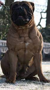Maybe you would like to learn more about one of these? Boerboel Big Dog Breeds Dog Breeds Bull Mastiff Dogs