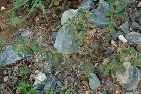 Image result for Euphorbia hirta