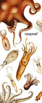 Download These Amazing Public Domain Marine Life Illustrations By Augustus Addison Gould 1805 1866 C Web Design Resources Free Design Resources Illustration