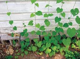 We did not find results for: Terrific Flower Trellis Diy Mother Earth News