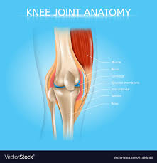 Human Knee Joint Anatomy Realistic Scheme