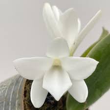 Image result for Eulophia leachii