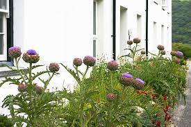 Artichoke Blooms Landscape How Lovely Are These From Bonnie Plants Artichoke Plants Growing Artichokes Artichoke Flower