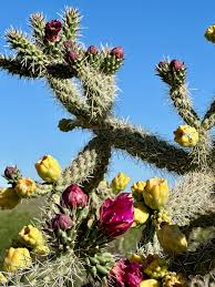 nastiest cactus ...