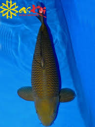 Trang Chủ 7 Trong 2020 Koi Ca Chep