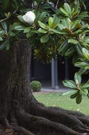 72tree.com gathered essential information on the southern magnolia tree, its characteristics. 14 Best Magnolia Grandiflora Ficus Elastica Ideas Magnolia Magnolia Grandiflora Plants