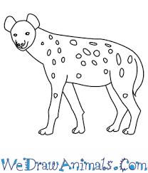 How To Draw A Spotted Hyena In this drawing lesson, we'll show you how to draw a hyena step by step. how to draw a spotted hyena