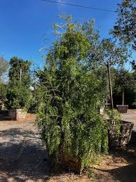 Image result for Maytenus