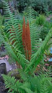 Image result for Osmunda