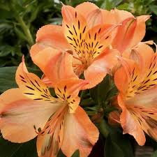 Do alstroemeria need full sun or shade? Orange Alstroemeria Florabundance Wholesale Flowers