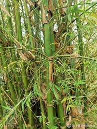 Image result for Bambusa