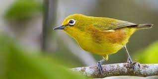 Landak mini merupakan hewan lucu selanjutnya yang bisa anda jadikan sebagai hewan peliharaan di rumah. 12 Jenis Burung Kecil Yang Rajin Bunyi Dan Bagus Dipelihara Pintarpet
