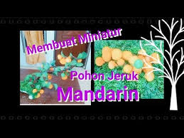 Cara Membuat Pohon Bonsai Miniatur Jeruk Mandarin Dari Plastik Kresek Youtube Pohon Bonsai Pohon Jeruk