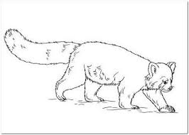 Red Panda Coloring Page Panda Coloring Pages Coloring Pages Red Panda