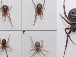 Ireland Under Attack From Spiders That Are Wiping Out Native