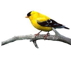 Gambar lukisan burung helang cikimm com. Gambar Burung Cililinformat Png Gambar Burung Cililinformat Png Gambar Burung Kartun Raja Kicau Gratis Untuk Komersial Tidak Perlu Kredit Bebas Hak Cipta Katina Hull Download Gambar Burung Elang Png Png
