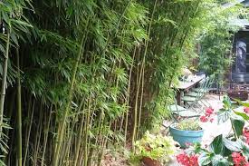 I planted my own grove and a couple. Nj Bamboo Landscaping Bamboo Plants And Privacy Hedges