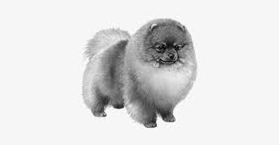 There are 3352 counted cross stitch dog patterns for sale on etsy, and they cost $8.32 on average. Pomeranian B W Pomeranian Dog Counted Cross Stitch Pattern 450x360 Png Download Pngkit