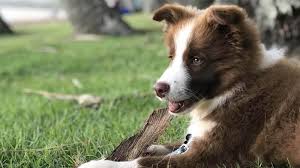 Cuka putih bermanfaat bagi atau bisa juga dikatakan untuk membunuh kutu serta telur kutu, cuka akan bekerja bagi atau bisa bagi atau bisa juga dikatakan untuk anjing yng beratnya sekitar 45kg kamu cukup menuangkan satu sendok cuka di dalam wadah standard berisi satu liter air, lalu lakukan. 10 Cara Menghilangkan Kutu Anjing Secara Alami Ampuh