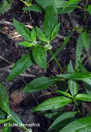 Image result for Spermacoce