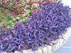 Check spelling or type a new query. Purple Heart Plants Landscaping Around Trees Ground Cover Plants