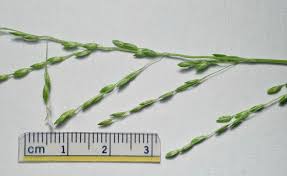 Image result for Ehrharta erecta