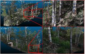 Forest species classification is important for forest management and environment monitoring and protection. Remote Sensing Free Full Text Enhancing Methods For Under Canopy Unmanned Aircraft System Based Photogrammetry In Complex Forests For Tree Diameter Measurement