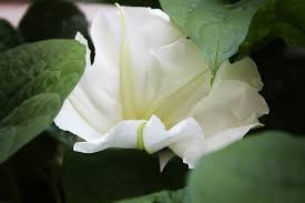 How To Grow Flowering Vines Ideas And Techniques Flowering Vines Moon Flower Fast Growing Flowers