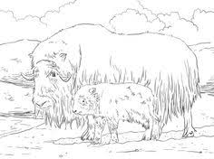 Educational game for preschool children. 9 Musk Ox Ideas Musk Ox Ox Musk