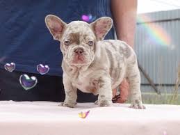 Bastille Ore French Bulldog Kennel Pet Breeder Facebook 1 Review 728 Photos