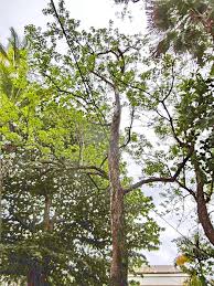 Image result for Vitex doniana