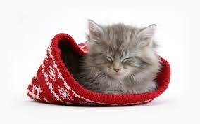 Fond Ecran Chat Noel Kittens Cutest Grey Kitten Kittens