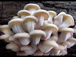 How To Grow Ton Of Mushrooms Even If You Have No Garden Video Stuffed Mushrooms Unusual Plants Growing Mushrooms At Home