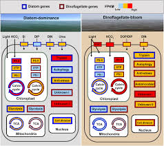 Frontiers Metatranscriptomic Signatures Associated With