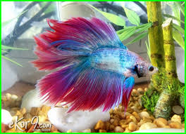 Ikan cupang mampu hidup dalam volume air yang sedikit dan minimum oksigen. 101 Gambar Hewan Ikan Cupang Paling Hist Gambar Pixabay