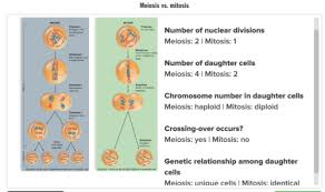Chapter 9 Biol 1408 Flashcards Quizlet