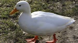 Incubator naik motor (2) anak ayam kacuk (1) anak ayam pelapis ketiga (1) anak itik khaki campbell (1) anak lavender (1) cincila (1) chiffon + jacquard floral silk (1). Itik