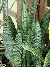 Image result for Sansevieria trifasciata