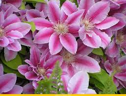 Check spelling or type a new query. Clematita O Planta Care Infloreste Usor Si Abundent Fata Din Vis