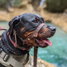 Mario Zelada (@mariozelada) • Instagram photos and videos