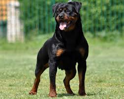 Dea Dordoni Puppies King Rottweilers