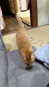 He S Trying To Convince Him To Play Video In 2020 Cute Animals Funny Animals Funny Cats