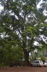 Image result for Newtonia